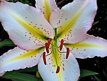 Lily Close-up